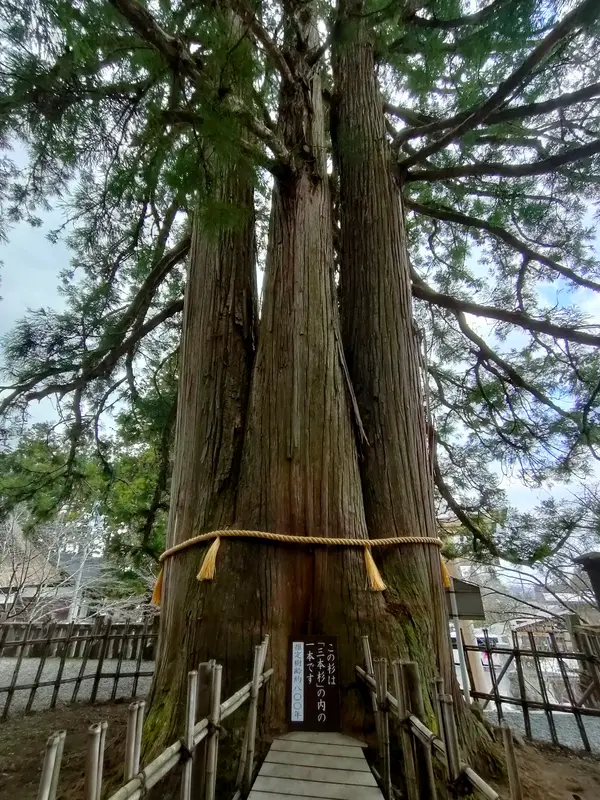 巨大な三本杉