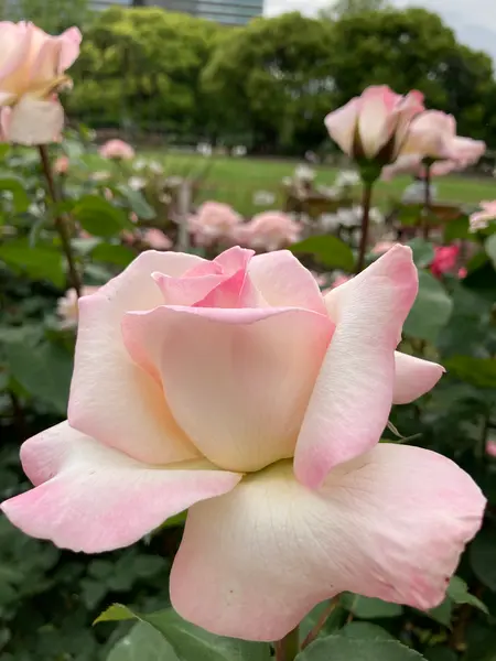 日比谷公園のバラが見頃です