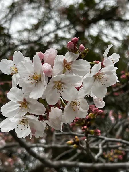 高徳院内の桜