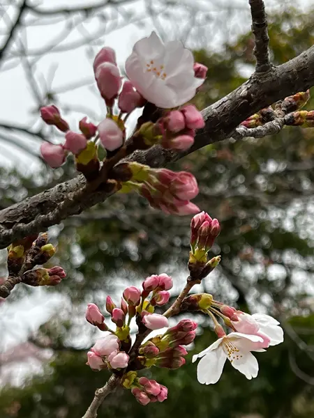 高徳院内の桜