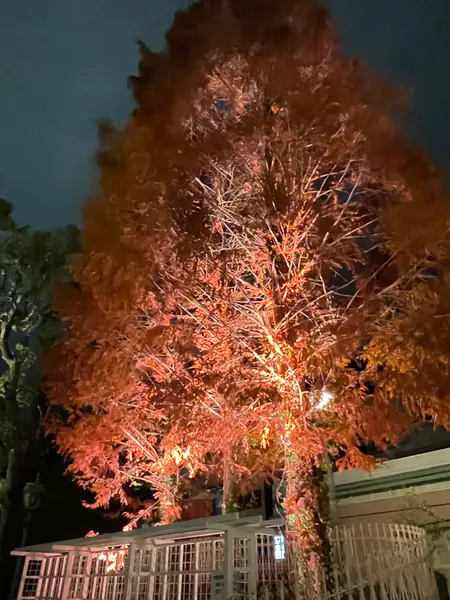 広場の木🌲