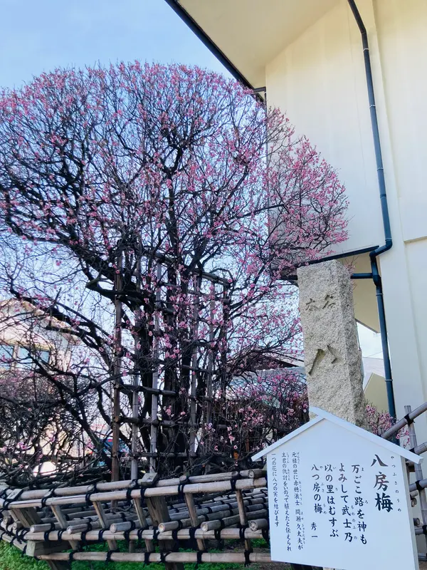 珍しい八房(やつふさ)の梅