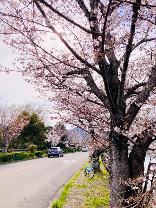 道沿いの桜が見事
