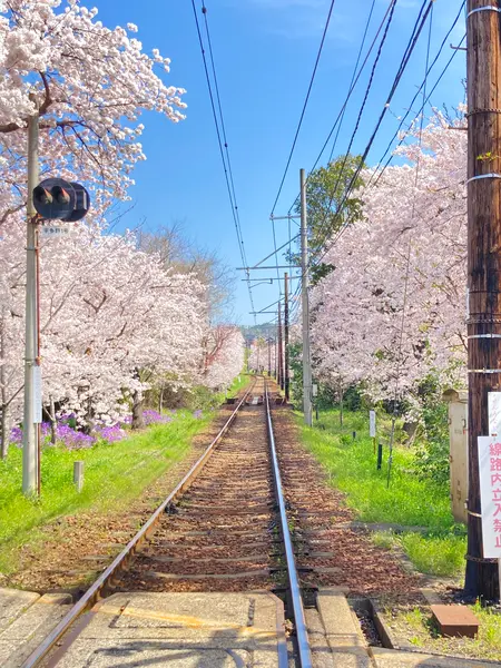まさに桜のトンネル