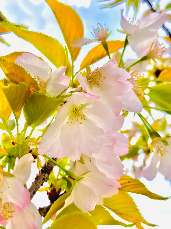 大島桜