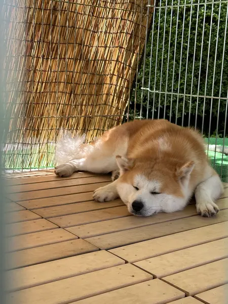翔平丸