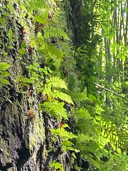珍しいシダ🌿がたくさんあるらしい