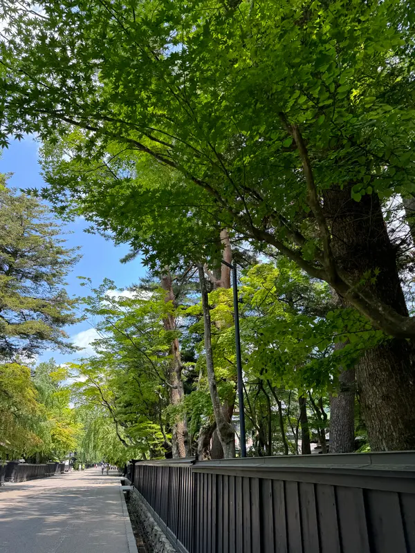 武家屋敷通りの新緑🍃