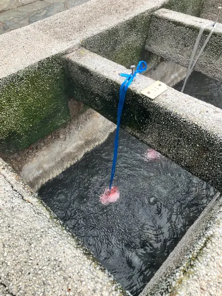 温泉卵