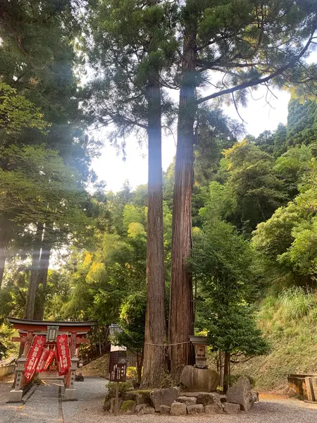夫婦杉