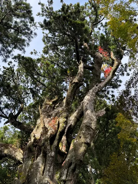 もみじ？