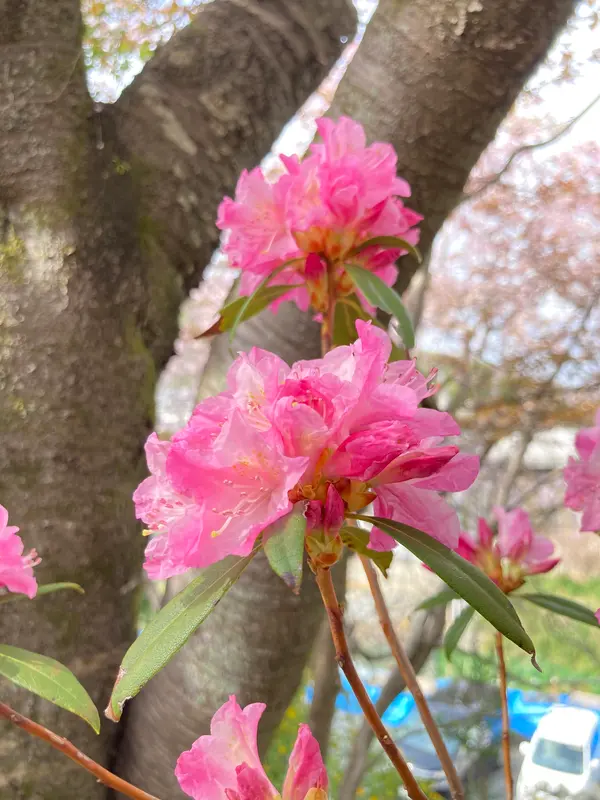 石楠花（しゃくなげ）