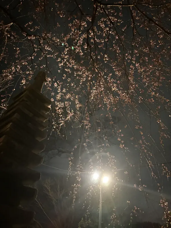 夜桜も素晴らしい✨
