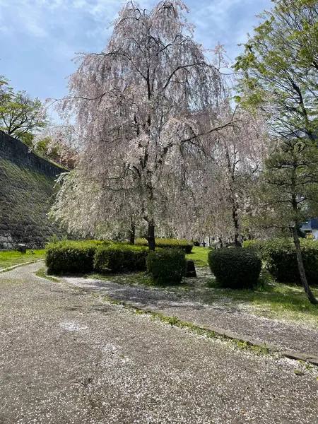 しだれ桜