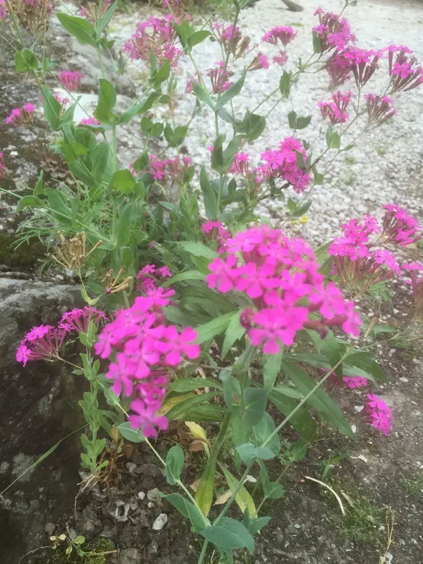 山里に咲く花