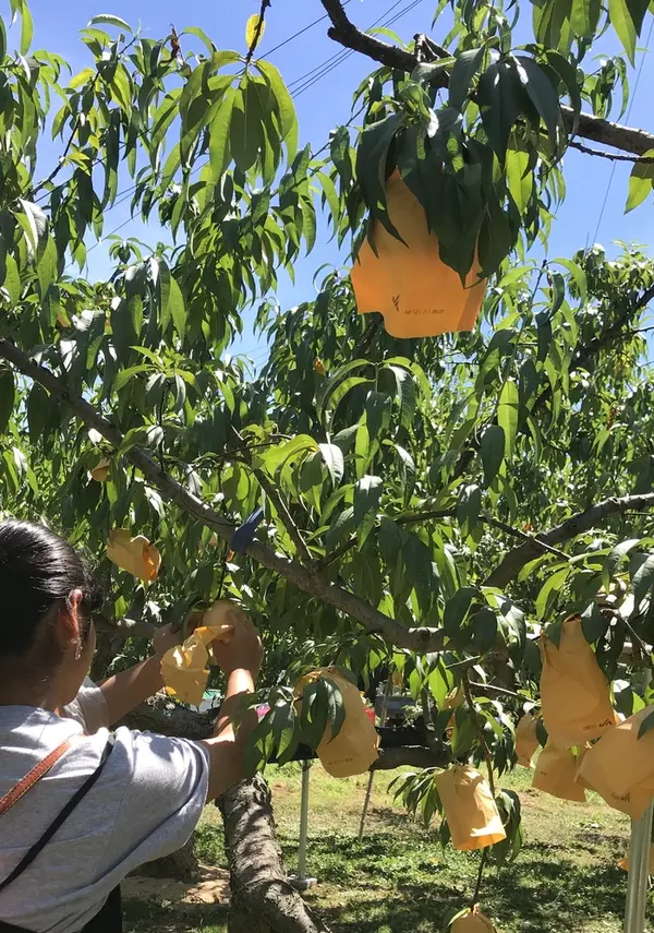 桃狩り🍑