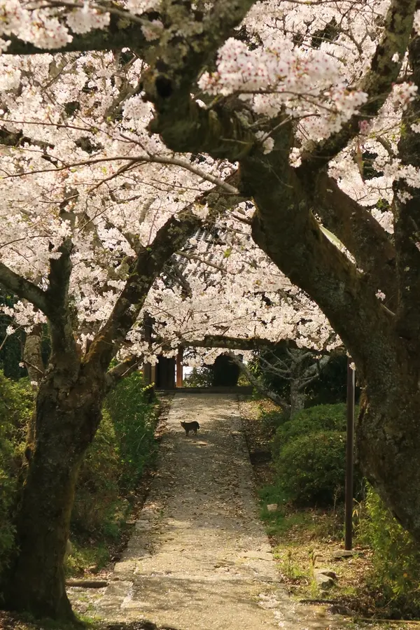 参道と猫と桜