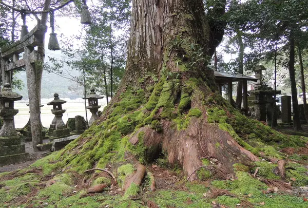 春日神社の杉の写真・動画_image_58929