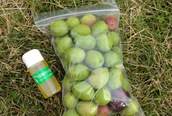 オリーブの収穫体験