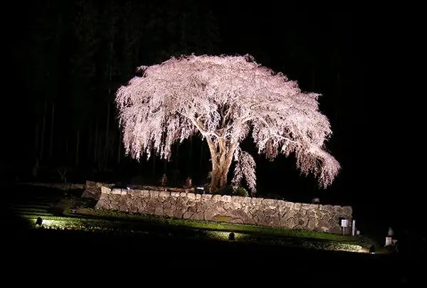 水戸野のしだれ桜