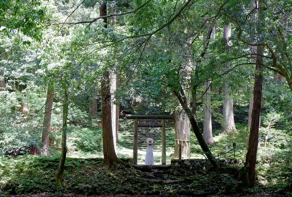平泉寺白山神社の写真・動画_image_1177719