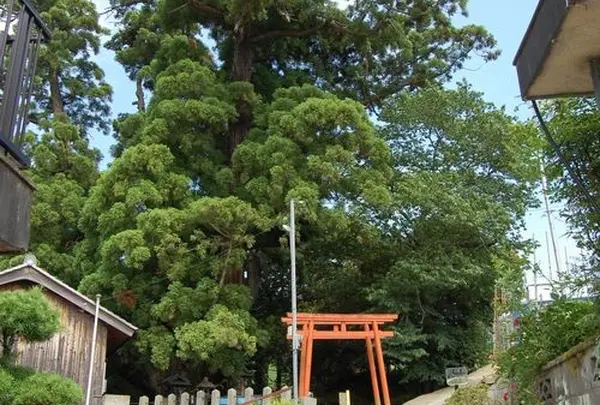 八坂神社の「大スギさん」の写真・動画_image_73836