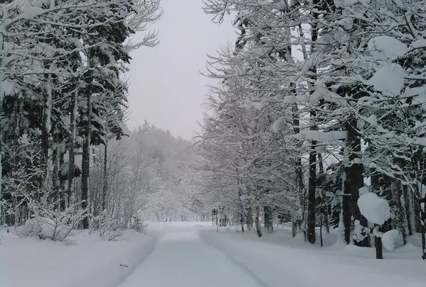 冬の森の静寂
