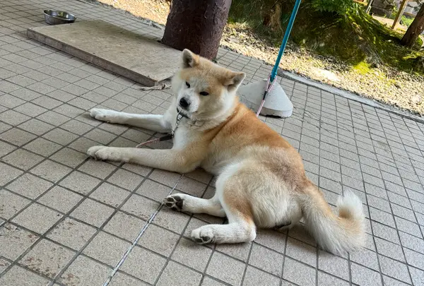 秋田犬見学所