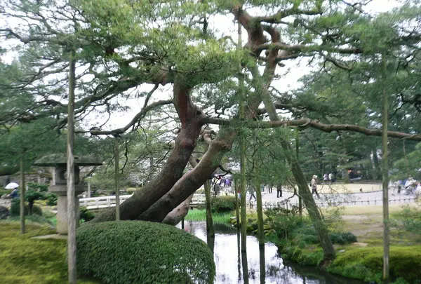 唐崎の松に注目…！