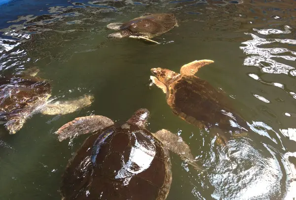 ウミガメ公園②