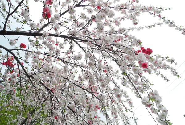 桜が満開でした