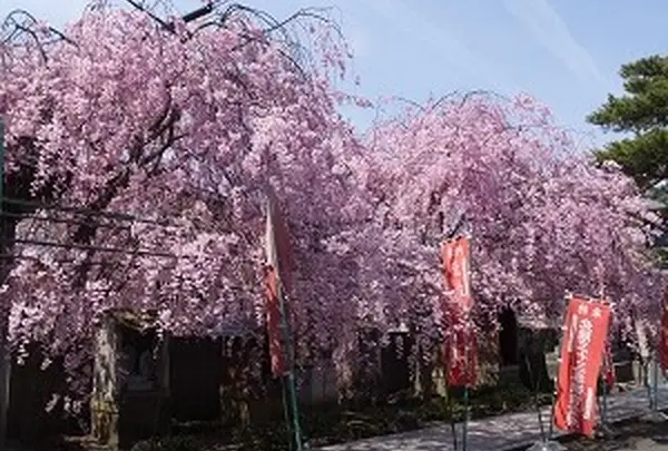見事な枝垂れ桜のアーチ