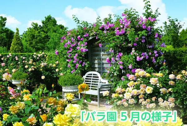 5月　花菜ガーデン　薔薇