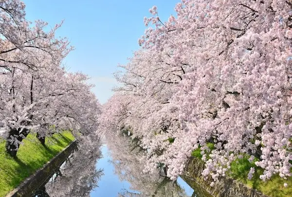 五条川　桜
