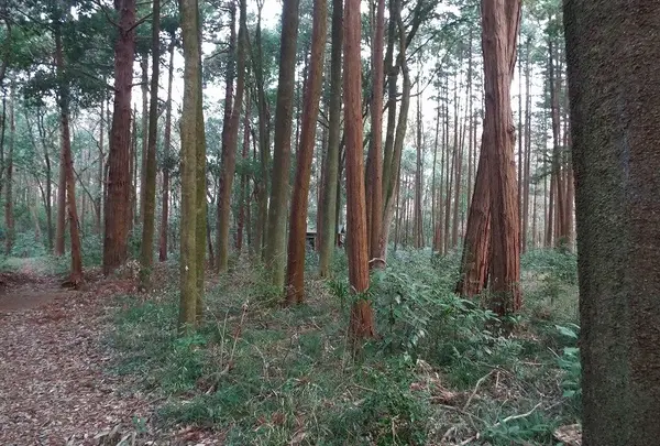 千葉県立船橋県民の森の写真・動画_image_131232