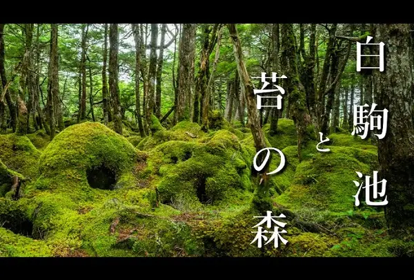白駒の森