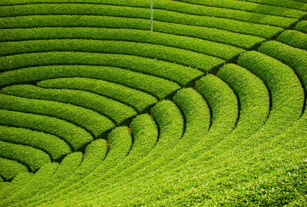 宇治茶の郷　和束の茶畑