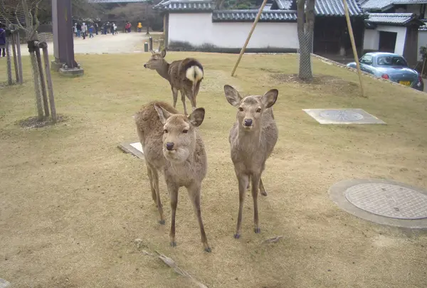 奈良公園の写真・動画_image_920531