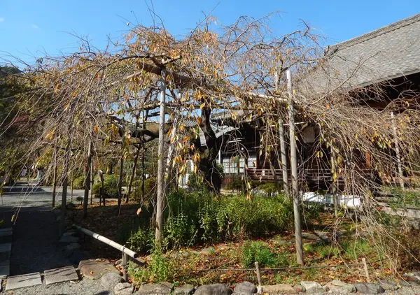 樹齢150年の枝垂桜
