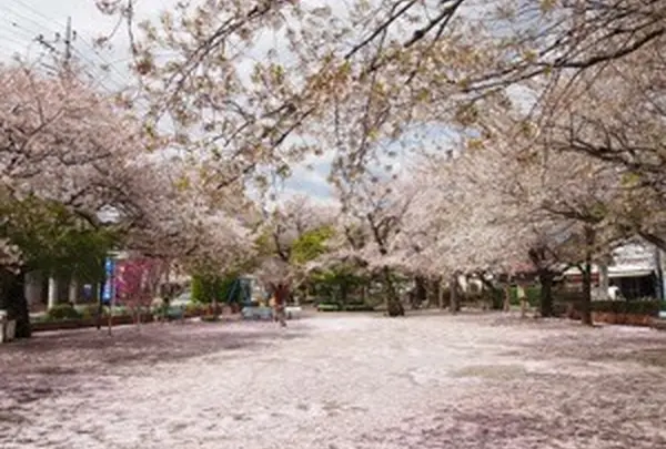 桜がいっぱい♪