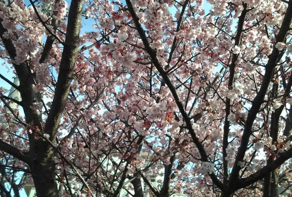 スポット内のおすすめ土肥桜