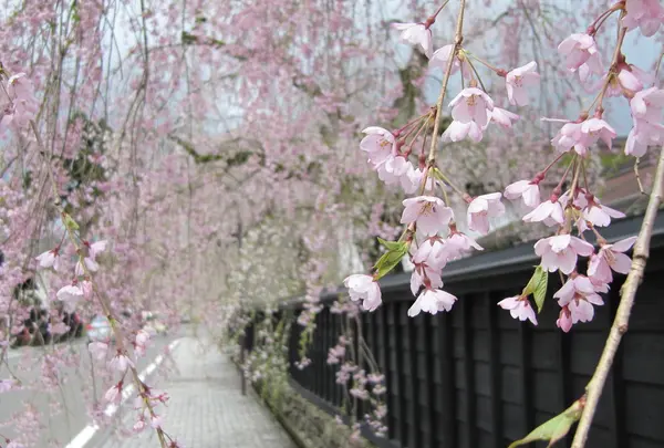 4月末から桜が咲き始めます＊