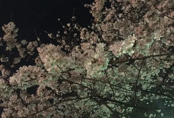 満開の桜、綺麗でした