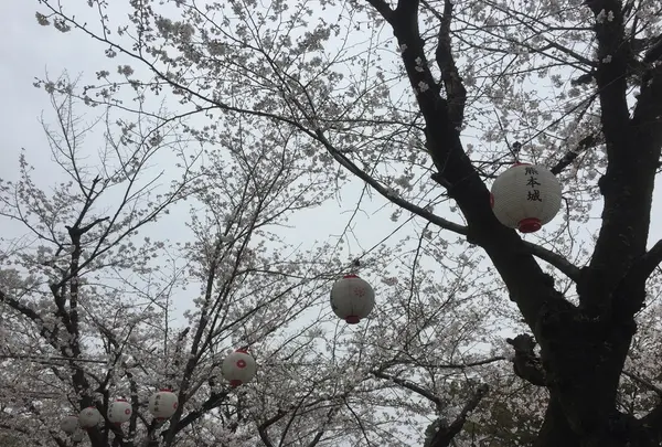 桜が綺麗です
