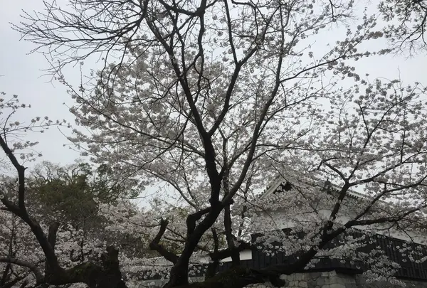 桜の馬場城彩苑の写真・動画_image_71121