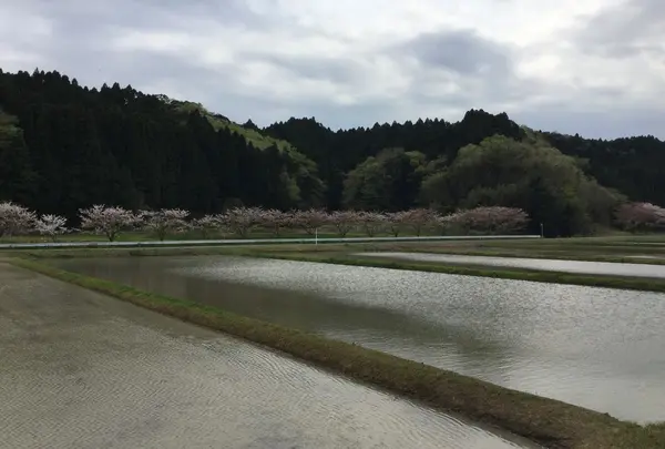 八幡神社から見える 桜並木の写真・動画_image_72359