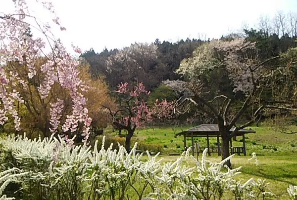 高松公園の写真・動画_image_74123