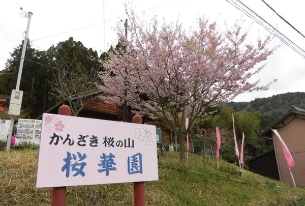 かんざき桜の山桜華園の写真・動画_image_341299