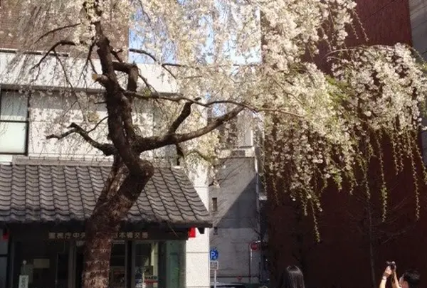 日本橋交番前の枝垂桜