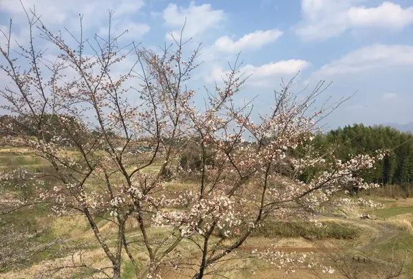 通潤橋にあった桜